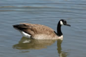 Canada Goose Swimming